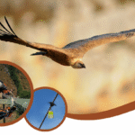 International Conference VCF Sardinia 2023