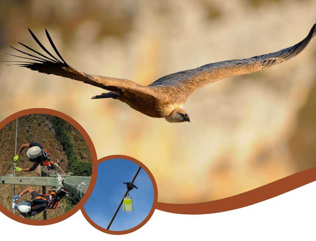 International Conference VCF Sardinia 2023