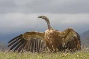 Buitre leonado