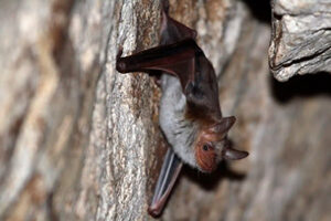 Greater Mouse-eared Bat