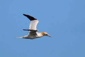 Northern Gannet
