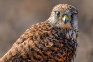 Common Kestrel