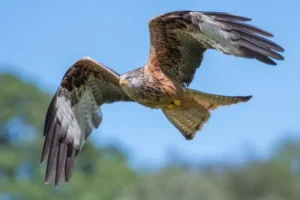 Red Kite