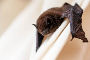 Common Bat