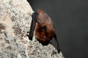 Murciélago de Nathusius