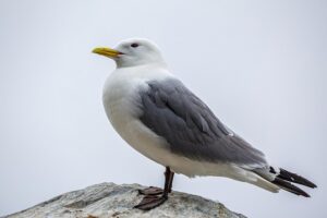 Gaviota tridáctila